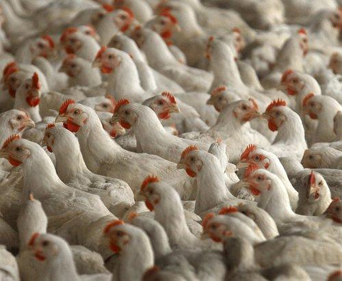 Poultry