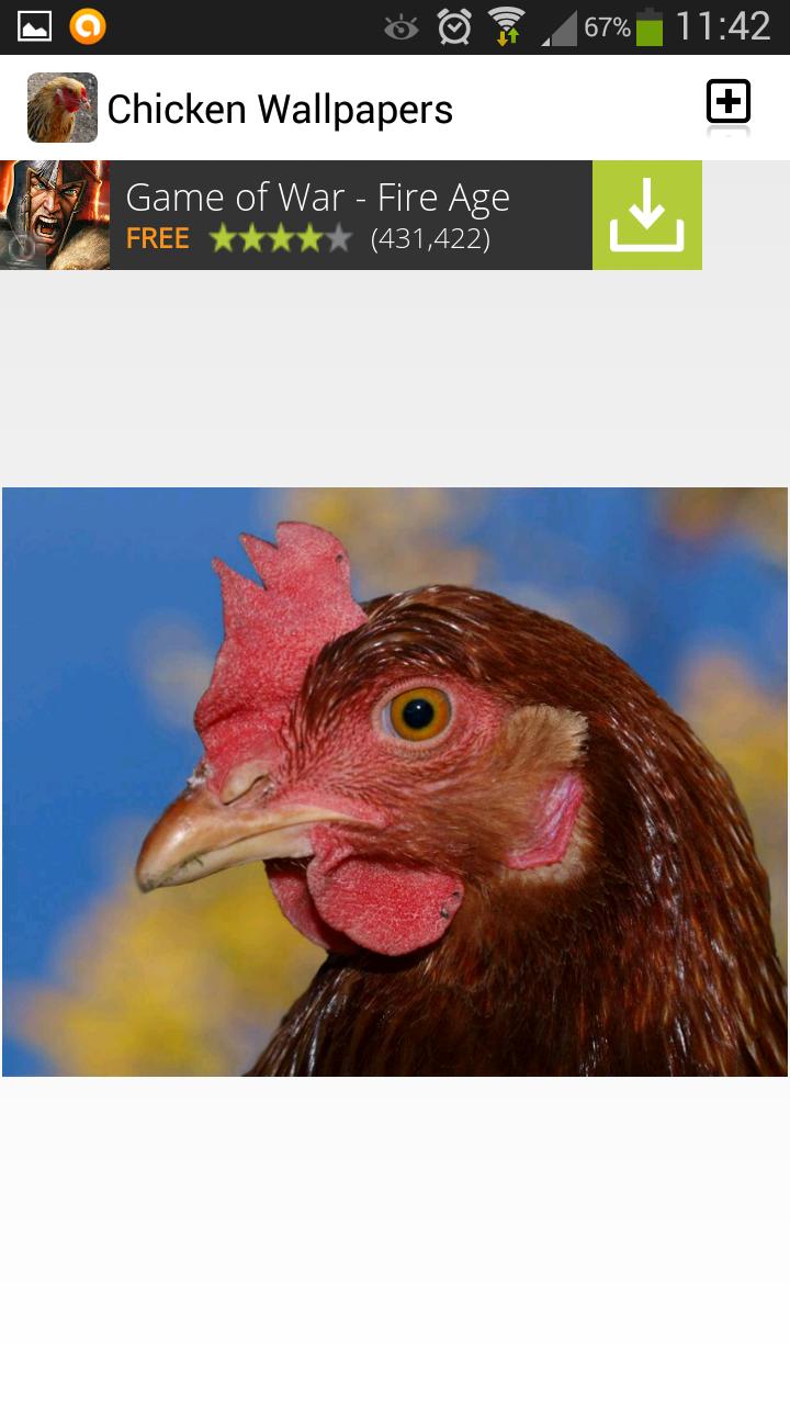 Chicken Wallpaper