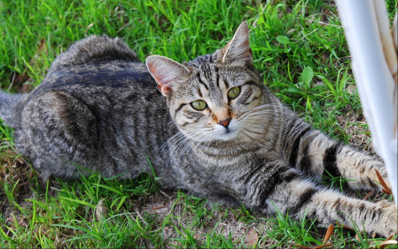 Jigsaw Puzzles: Cute Cats