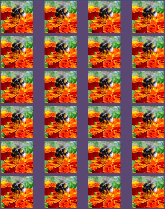 Beautiful Spring Flowers