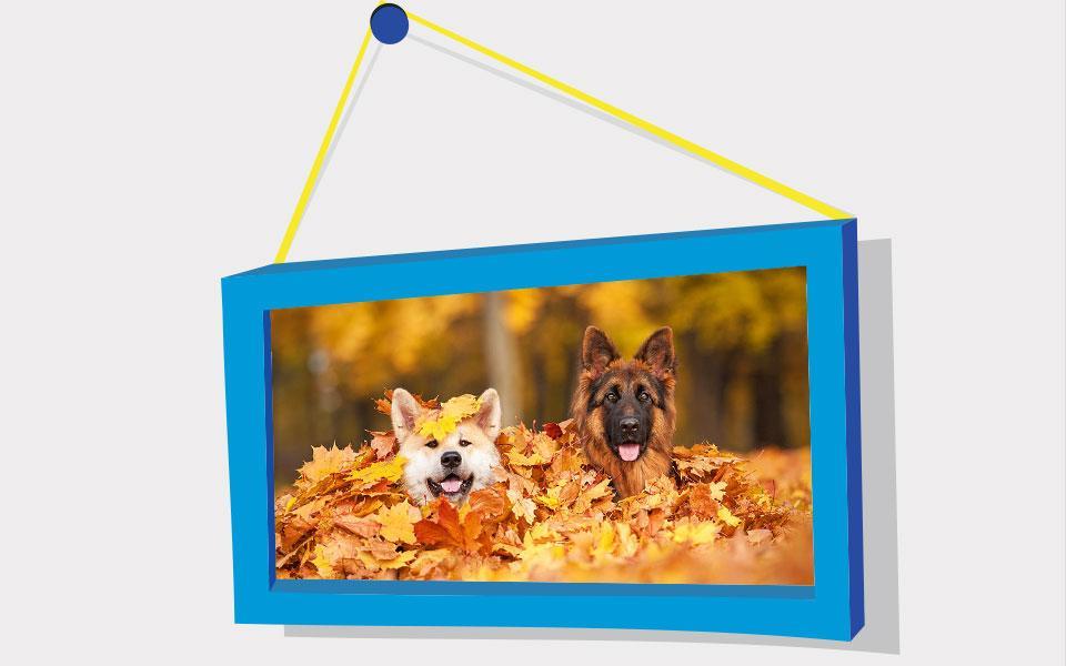 Picture Puzzle: German Shepher