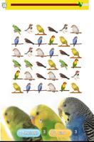 Pet Birds Game