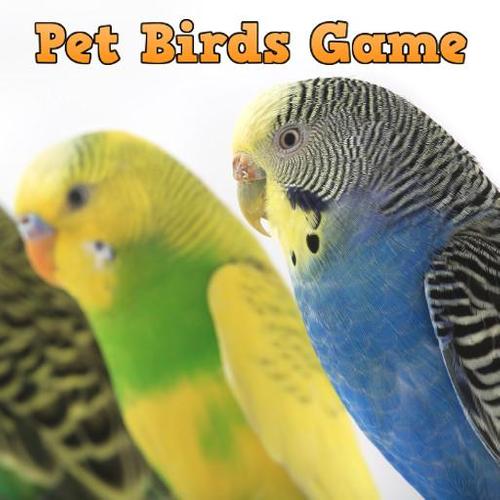 Pet Birds Game